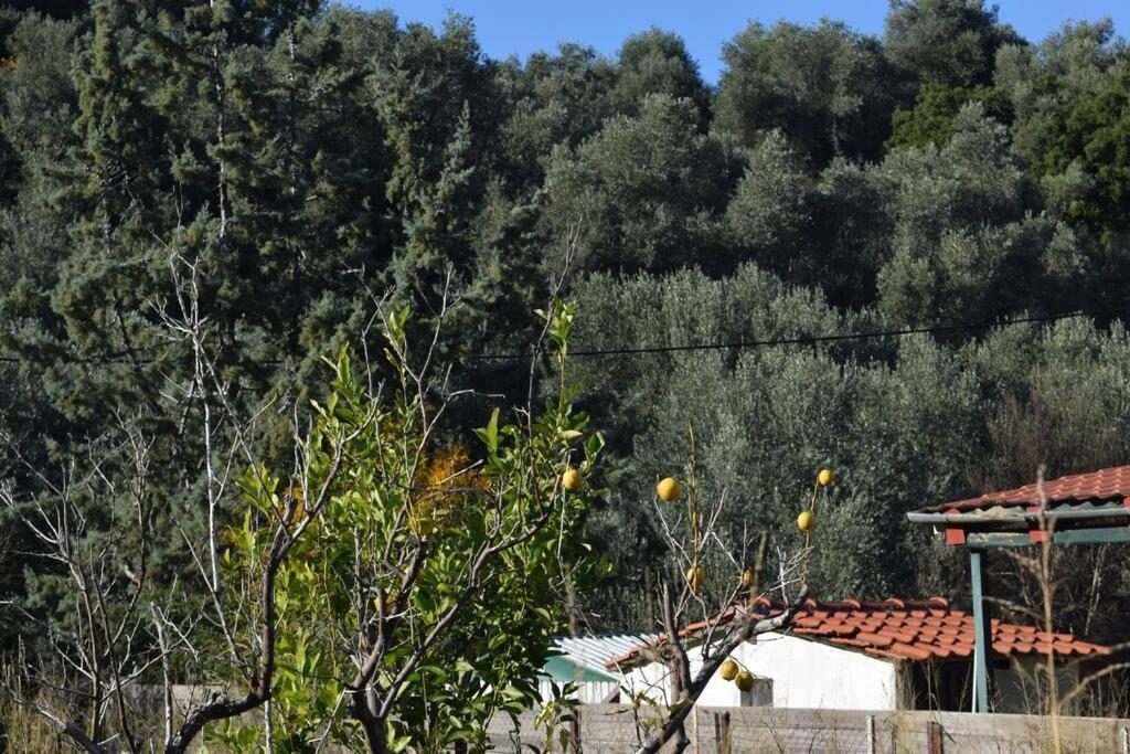 Ολόκληρος Όροφος Αγροτική Οικία Apartment Neos Pirgos Ngoại thất bức ảnh